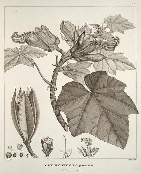 Ilustración del Chiranthodendron pentadactylon para la obra Essai sur la géographie des plantes (Alexander von Humboldt, 1805) Fuente: Wikimedia Commons
